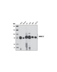 Cell Signaling Wave-2 (D2c8) Xp Rabbit mAb