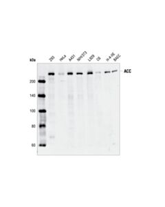 Cell Signaling Acetyl-Coa Carboxylase Antibody