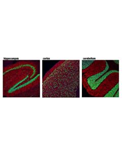 Cell Signaling Neun (D4g4o) Xp® Rabbit mAb (BSA And Azide Free)