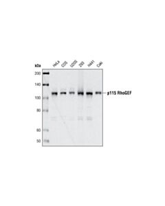 Cell Signaling P115 Rhogef (D25d2) Xp Rabbit mAb