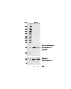 Cell Signaling Phospho-Myosin Light Chain 2 (Ser19) Antibody
