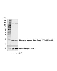 Cell Signaling Phospho-Myosin Light Chain 2 (Thr18/Ser19) Antibody
