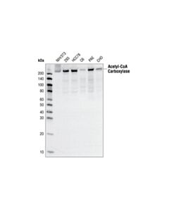 Cell Signaling Acetyl-Coa Carboxylase (C83b10) Rabbit mAb