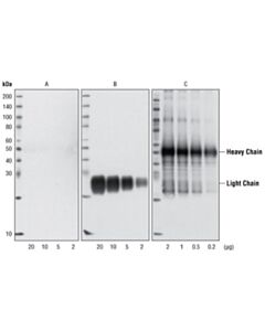 Cell Signaling Mouse Anti-Rabbit Igg (Conformation Specific) (L27a9) mAb