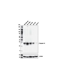 Cell Signaling Caspase-14 (D3J3D) Rabbit mAb 20 uL