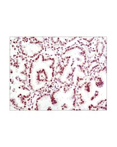 Cell Signaling Histone H3 (96C10) Mouse mAb (IHC Formulated) 20 uL