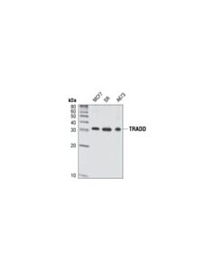 Cell Signaling Tradd (7g8) Rabbit mAb