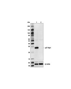 Cell Signaling P27 Kip1 (D69c12) Xp Rabbit mAb