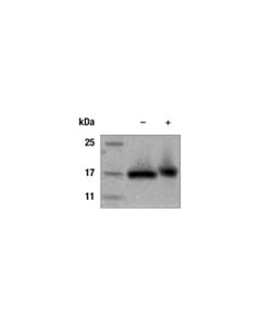 Cell Signaling Human IL-3 Recombinant Protein 10 ug