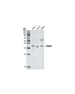 Cell Signaling Tradd Antibody