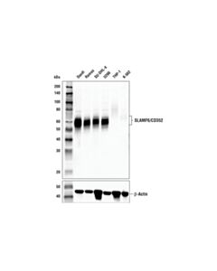 Cell Signaling SLAMF6/CD352 (E8K9W) Rabbit mAb 20 uL