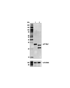 Cell Signaling P27 Kip1 (Sx53g8.5) Mouse mAb