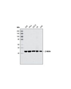 Cell Signaling Beta-Actin (8h10d10) Mouse mAb