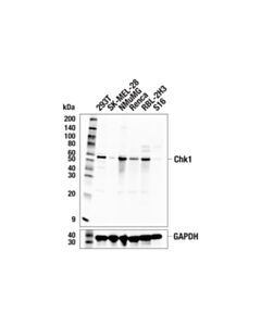 Cell Signaling Chk1 (E9m4d) Rabbit mAb