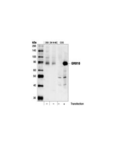 Cell Signaling Grb10 Antibody