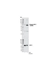 Cell Signaling Phospho-Shp-2 (Tyr580) Antibody