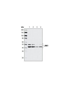 Cell Signaling JNK1 (2C6) Mouse mAb 20 uL