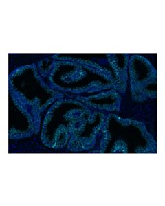 Cell Signaling beta-Catenin (D10A8) XP® Rabbit mAb (Alexa Fluor® 750 Conjugate)