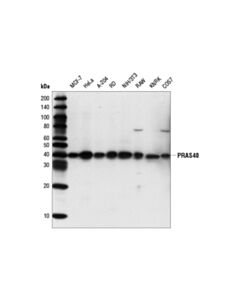 Cell Signaling Pras40 (D23c7) Xp® Rabbit mAb (BSA And Azide Free)