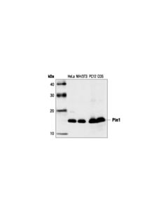 Cell Signaling Pin1 Antibody