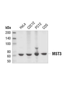 Cell Signaling Mst3 Antibody