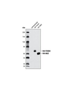 Cell Signaling Ha-Tag (C29f4) Rabbit mAb
