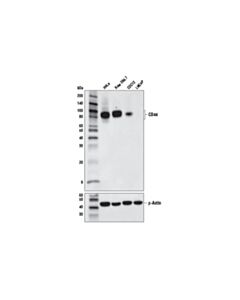 Cell Signaling Cd44 (E7k2y) Xp Rabbit mAb