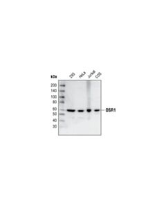 Cell Signaling Osr1 Antibody