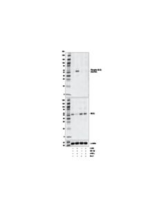 Cell Signaling Phospho-MLKL (Ser345) (D6E3G) Rabbit Monoclonal Antibody