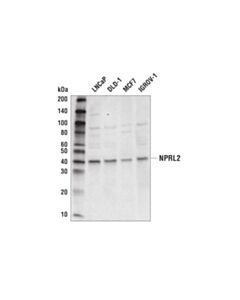 Cell Signaling Nprl2 (D8k3x) Rabbit mAb