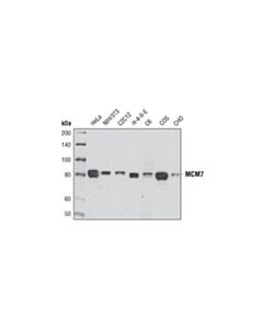 Cell Signaling Mcm7 (D10a11) Xp Rabbit mAb