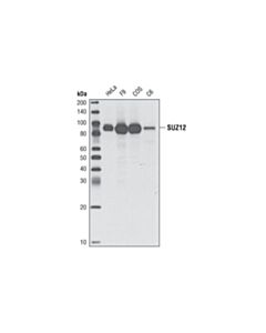Cell Signaling Suz12 (D39f6) Xp Rabbit mAb