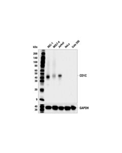 Cell Signaling CD1C (E6C9A) Mouse mAb 20 uL