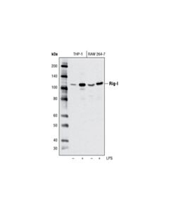Cell Signaling Rig-I (D14g6) Rabbit mAb
