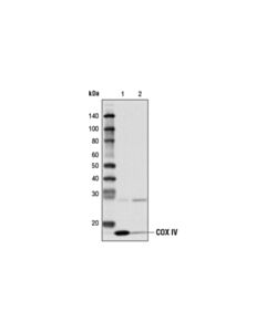 Cell Signaling Protein g Agarose Beads