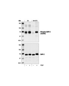 Cell Signaling Phospho-Shp-2 (Tyr542) Antibody