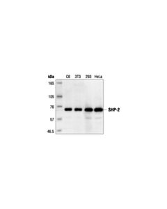 Cell Signaling Shp-2 Antibody