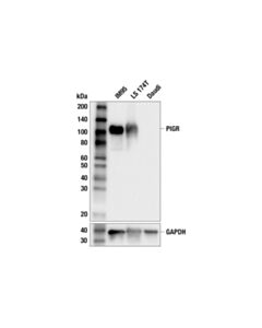 Cell Signaling PIGR (F9Y6D) Rabbit mAb