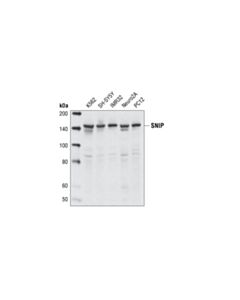 Cell Signaling Snip/P140cap Antibody