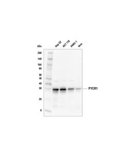 Cell Signaling Pycr1 (E7p3i) Rabbit mAb