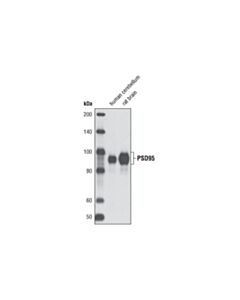 Cell Signaling Psd95 (D27e11) Rabbit mAb (BSA And Azide Free)