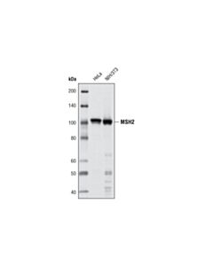 Cell Signaling Msh2 (D24b5) Xp ® Rabbit mAb (BSA And Azide Free)
