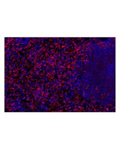 Cell Signaling ASC/TMS1 (E1E3I) Rabbit mAb (Alexa Fluor® 647 Conjugate); 100 µl