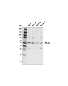 Cell Signaling Mlkl (D6w1k) Rabbit mAb (Mouse Specific)
