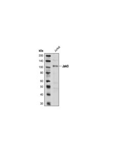 Cell Signaling Jak3 Antibody