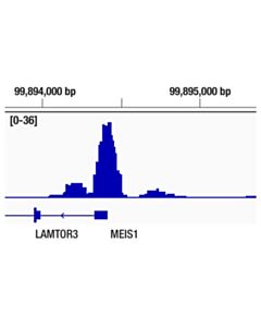 Cell Signaling TFEB (D2O7D) Rabbit mAb