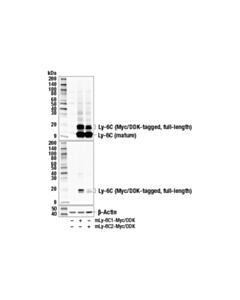 Cell Signaling Ly-6c (E7l3s) Rabbit mAb
