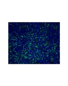 Cell Signaling CD11b/ITGAM (D6X1N) Rabbit Monoclonal Antibody (Alexa Fluor® 488 Conjugate)
