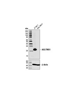 Cell Signaling Asc/Tms1 (D2w8u) Rabbit mAb (BSA And Azide Free)