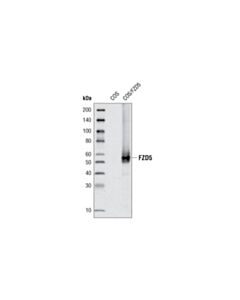 Cell Signaling Frizzled5 Antibody